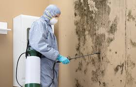 Reliable Bradley Gardens, NJ Mold Remediation Solutions